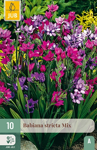 x 10 babiana stricta mix 5/+