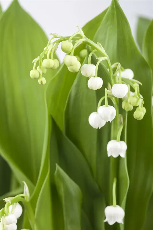 x 10 convallaria majalis plg. - afbeelding 5