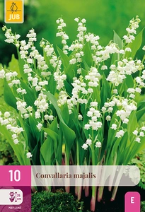 x 10 convallaria majalis plg.