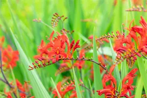 x 10 crocosmia lucifer 10/+ - afbeelding 3