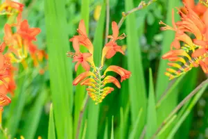 x 10 crocosmia lucifer 10/+ - afbeelding 4