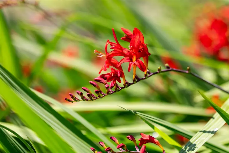 x 10 crocosmia lucifer 10/+ - afbeelding 6