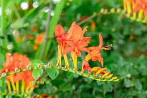 x 10 crocosmia lucifer 10/+ - afbeelding 5
