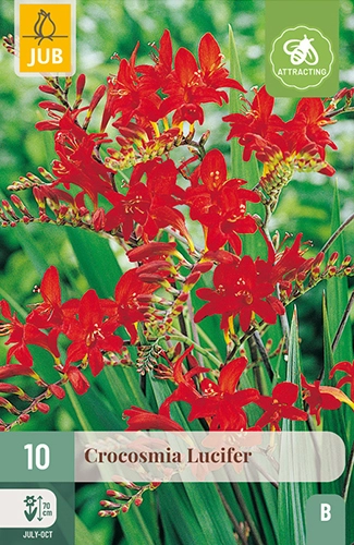x 10 crocosmia lucifer 10/+ - afbeelding 1