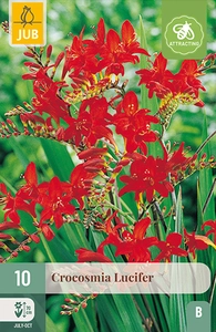 x 10 crocosmia lucifer 10/+ - afbeelding 1