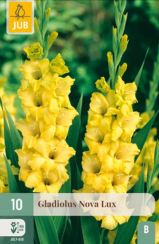 x 10 gladiolus nova lux 12/14