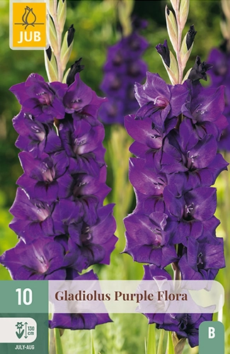 x 10 gladiolus purple flora 12/14