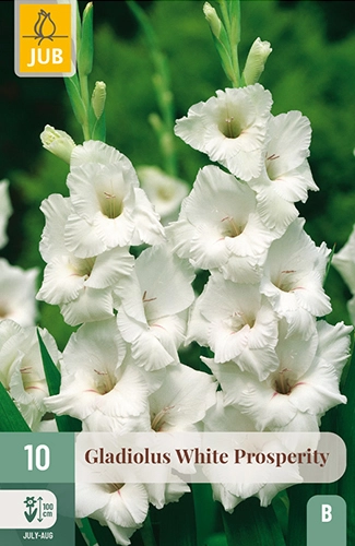 x 10 gladiolus white prosperity 12/14