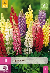 x 10 lupinus mix i