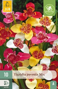 x 10 tigridia pavonia mix 7/9