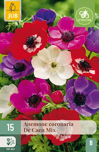 x 15 anemone coronaria de caen mix 5/6