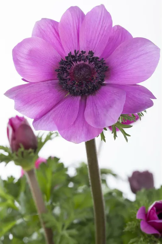 x 15 anemone coronaria paars-roze mix 5/6 - afbeelding 4