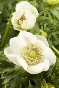 x 15 anemone coronaria paars-roze mix 5/6 - afbeelding 5