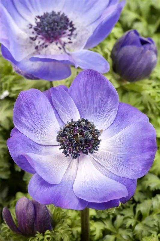 x 15 anemone coronaria paars-roze mix 5/6 - afbeelding 6
