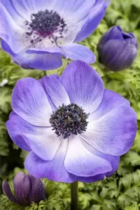 x 15 anemone coronaria paars-roze mix 5/6 - afbeelding 6