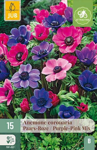 x 15 anemone coronaria paars-roze mix 5/6 - afbeelding 1