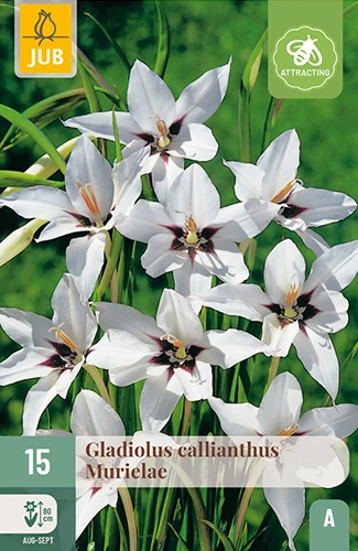 x 15 gladiolus callianthus murielae 8/10