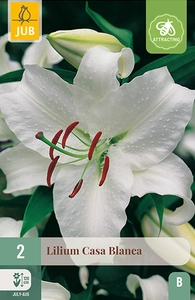 x 2 lilium casa blanca 14/16