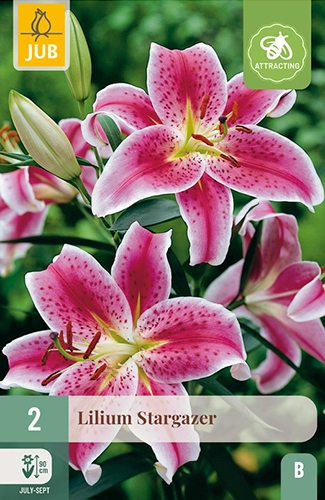 x 2 lilium stargazer 14/16