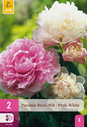 x 2 paeonia roze - wit 2/3