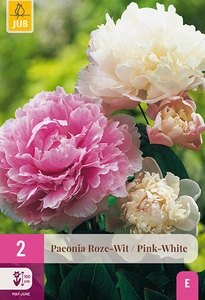 x 2 paeonia roze - wit 2/3