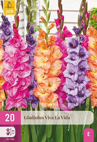 x 20 gladiolus viva la vida 12/14