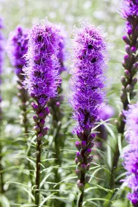 x 20 liatris blauw - wit 10/12 - afbeelding 2