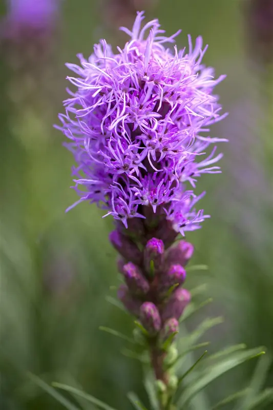 x 20 liatris blauw - wit 10/12 - afbeelding 4