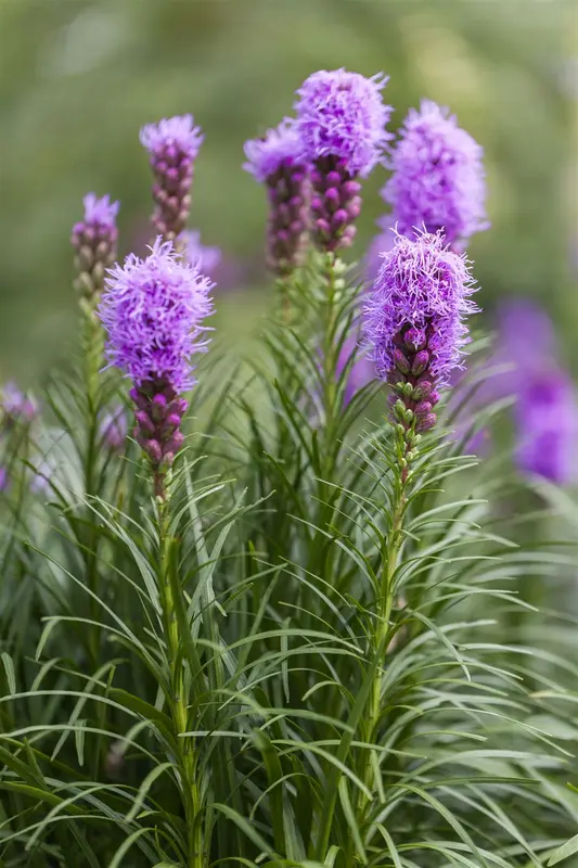 x 20 liatris blauw - wit 10/12 - afbeelding 6