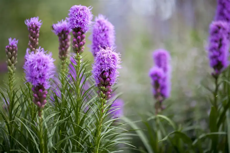x 20 liatris blauw - wit 10/12 - afbeelding 3