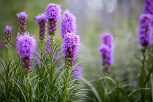 x 20 liatris blauw - wit 10/12 - afbeelding 3