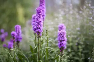 x 20 liatris blauw - wit 10/12 - afbeelding 5