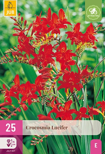x 25 crocosmia lucifer 8/10 - afbeelding 1