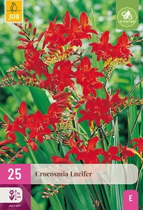x 25 crocosmia lucifer 8/10