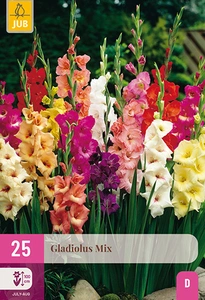 x 25 gladiolus mix 12/14