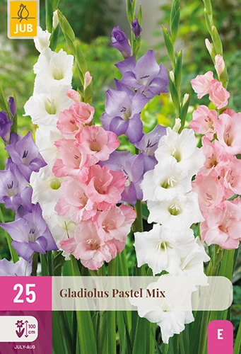 x 25 gladiolus pastel mix 12/14
