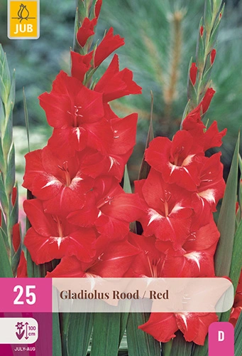 x 25 gladiolus red 12/14