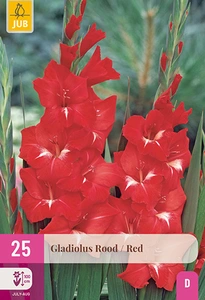 x 25 gladiolus red 12/14