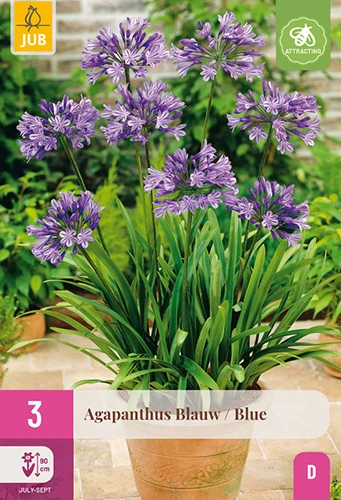 x 3 agapanthus blauw 1/2