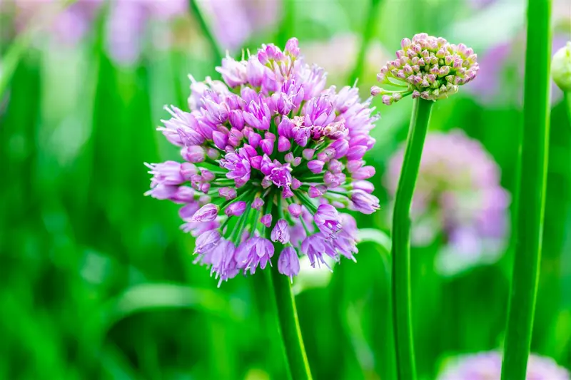 x 3 allium millenium i - afbeelding 2