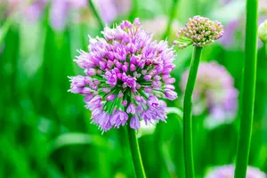 x 3 allium millenium i - afbeelding 2