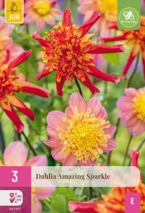 x 3 dahlia amazing sparkle i