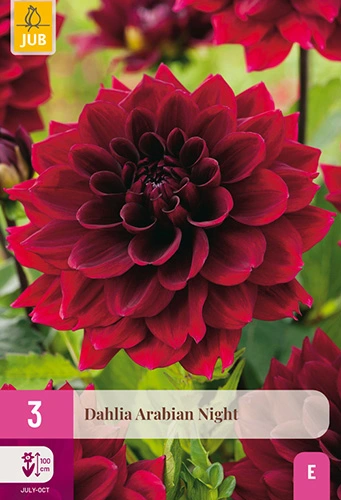 x 3 dahlia arabian night i