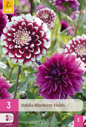 x 3 dahlia blueberry fields i