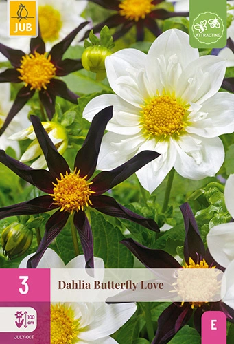 x 3 dahlia butterfly love i