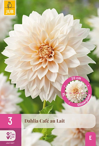 x 3 dahlia cafe au lait i - afbeelding 1