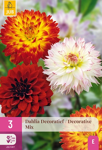 x 3 dahlia decoratief mix i