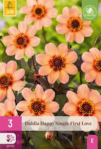 x 3 dahlia happy single first love i