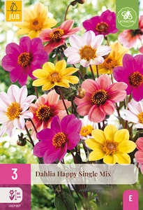 x 3 dahlia happy single mix i