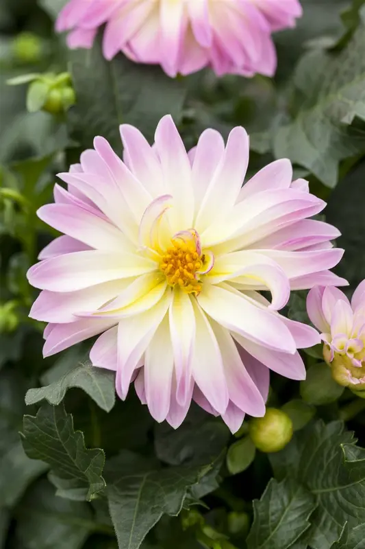 x 3 dahlia lumiere du soleil i - afbeelding 2